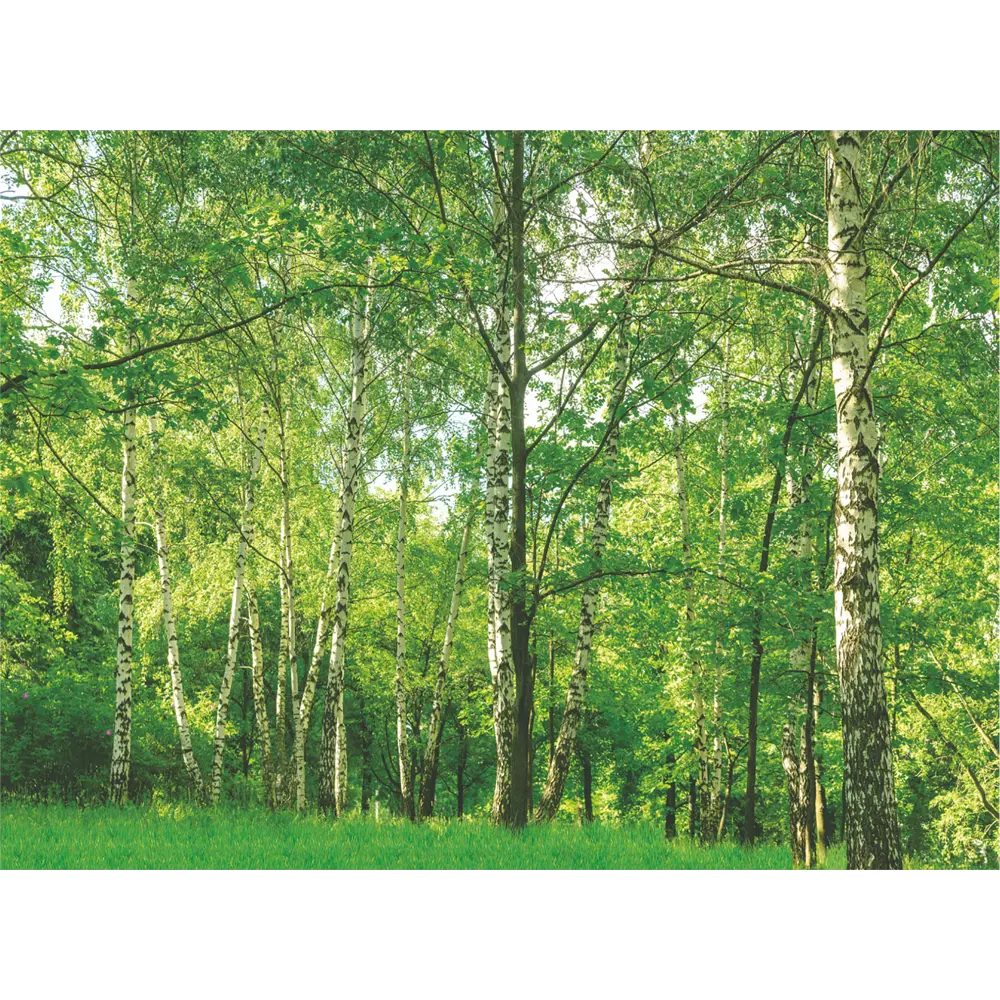 Фотообои Берёзовая роща бумажные 280x200 см Симфония Березовая роща STLM-2098723