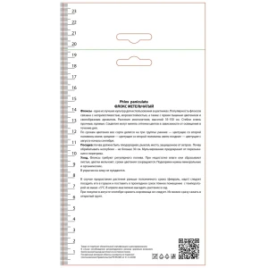Флокс метельчатый Мазер Ов Перл 89452348 STLM-2046818