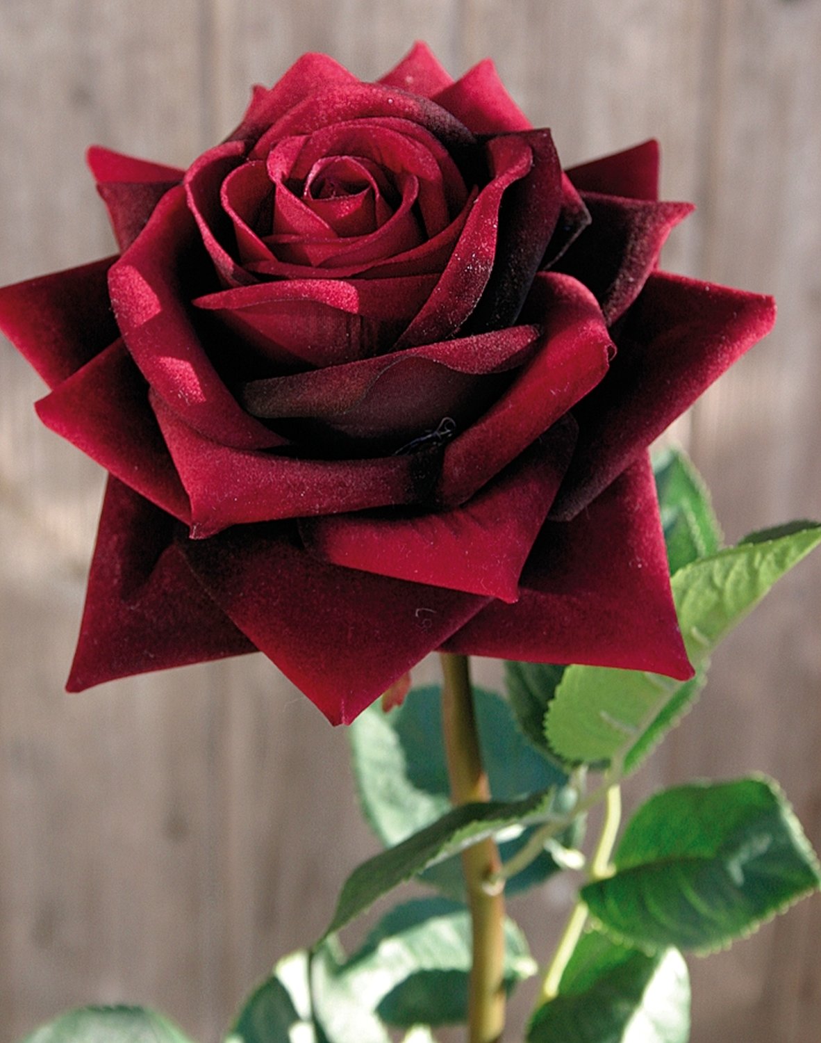 2408 449 a2 Искусственная роза, бархат, 80 см, бордовый H-andreas  - Вид №3