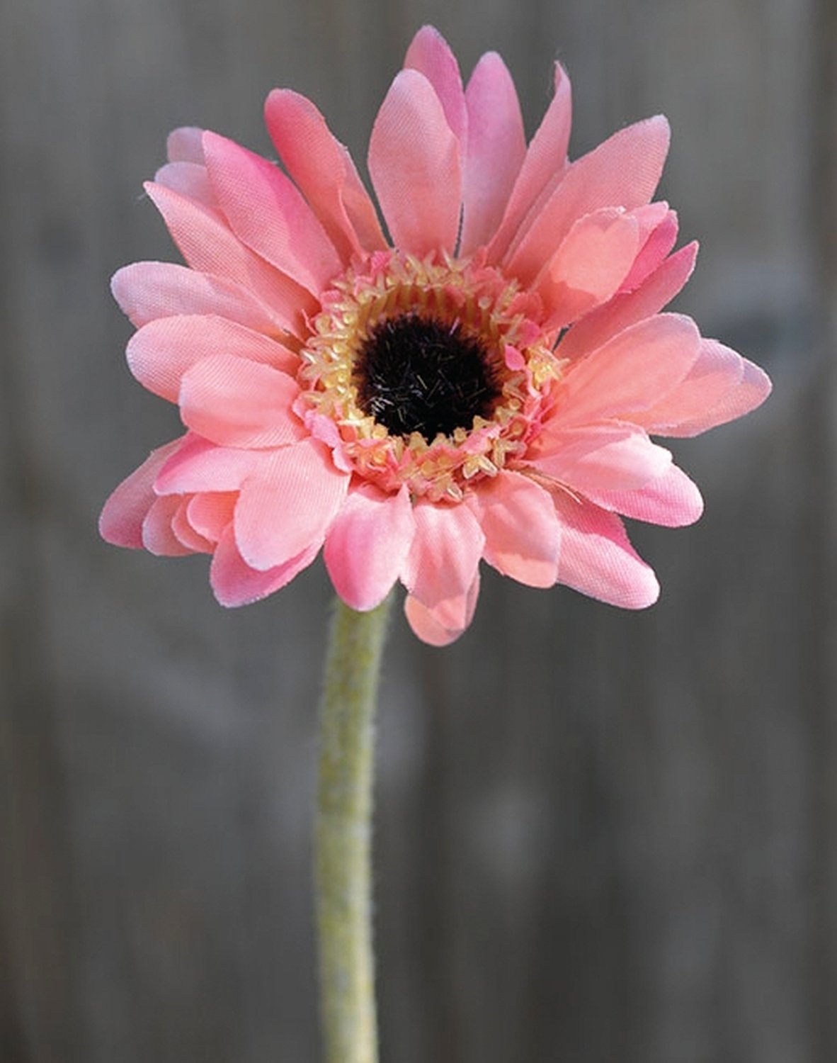 4214 510 a2 Искусственная гербера, 23 см, роза H-andreas 