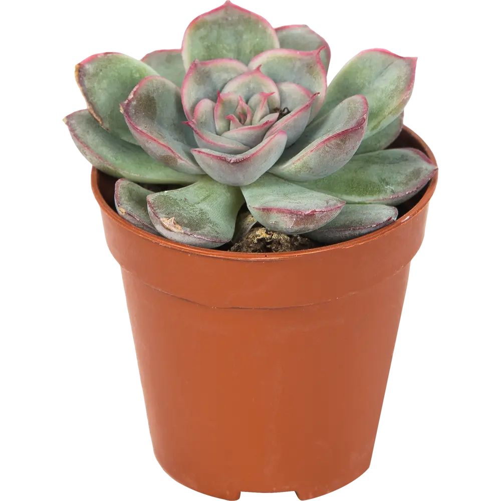 Эхеверия микс Santreyd — суккулент для стильного интерьера 82877378 STLM-1340911