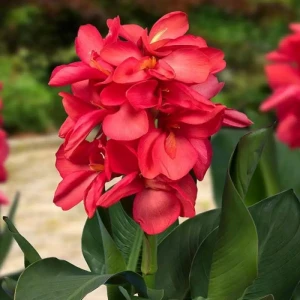 Канна соль Хеппи Изабель 1 шт. 83628531 STLM-2099783