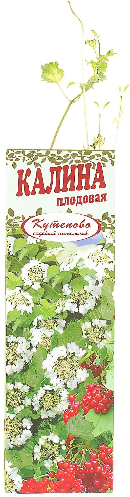 17496911 Калина плодовая в коробке STLM-0008176 Santreyd