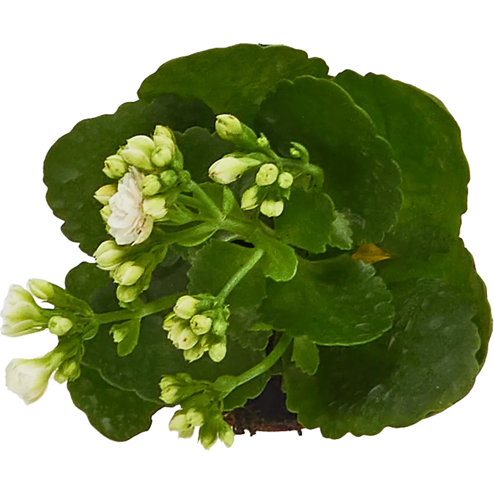 Каланхое Мини микс ø6 h10 см 85394505 STLM-2198631 Santreyd  - Вид №3