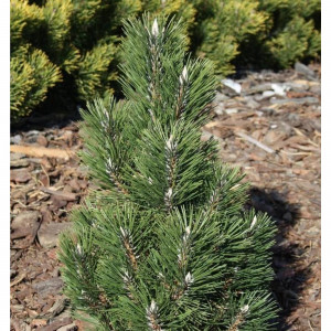 84872929 Сосна чёрная Комет h40 см