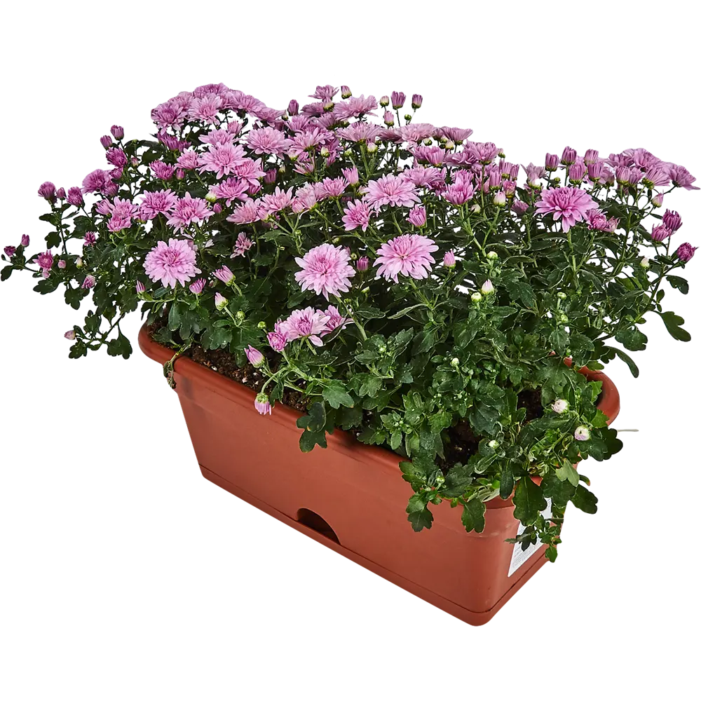 Santreyd Хризантема комнатная в декоративном кашпо 83248132 STLM-1433113