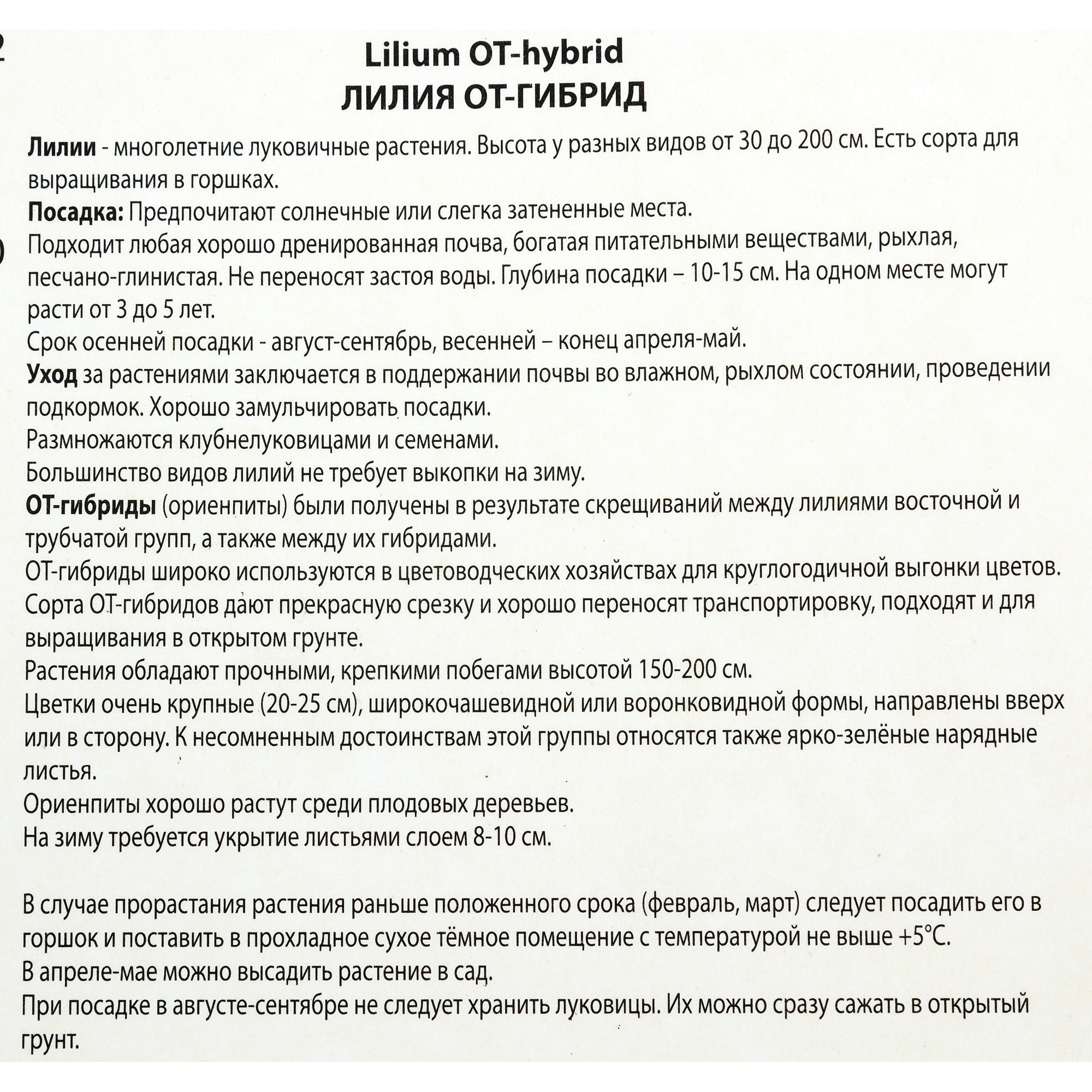 82118707 Лилии ОТ-гибриды «Барута», размер луковицы 14/16, 1 шт Santreyd  - Вид №2