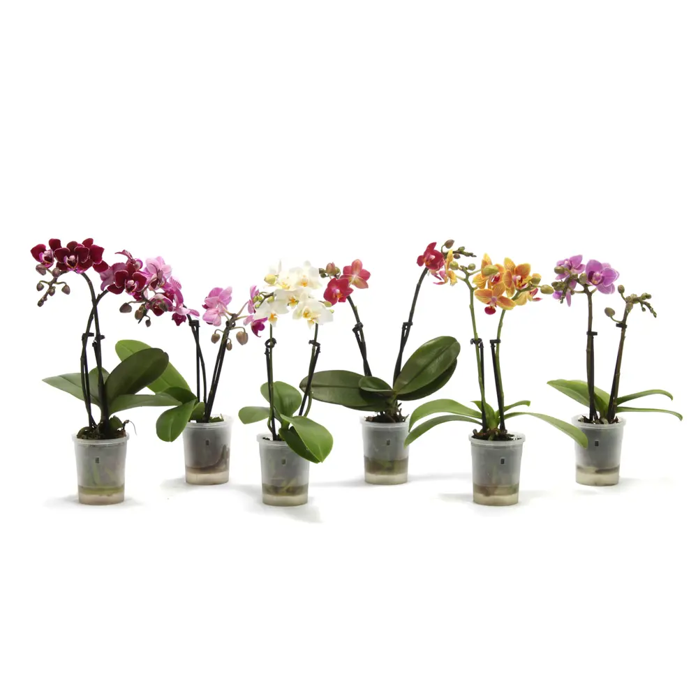 Фаленопсис мини микс - цветущая орхидея в горшке ø6 см 89434659 Santreyd STLM-1584817