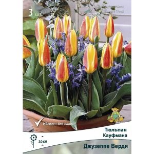 Тюльпан Кауфмана Джузеппе Верди от ПОИСК - 3 луковицы раннего цветения 88659212