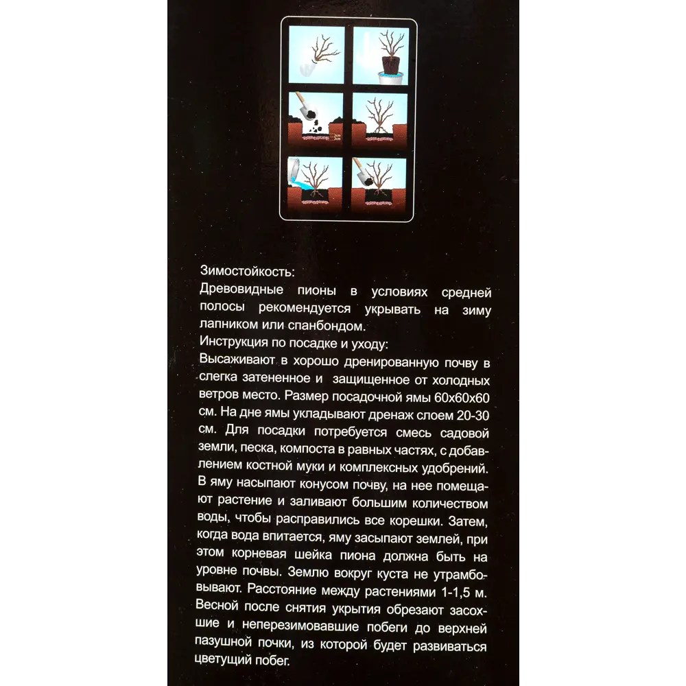 Пион древовидный привитый «Ночные Грезы» в тубе 82142818 STLM-2196676 Santreyd  - Вид №2