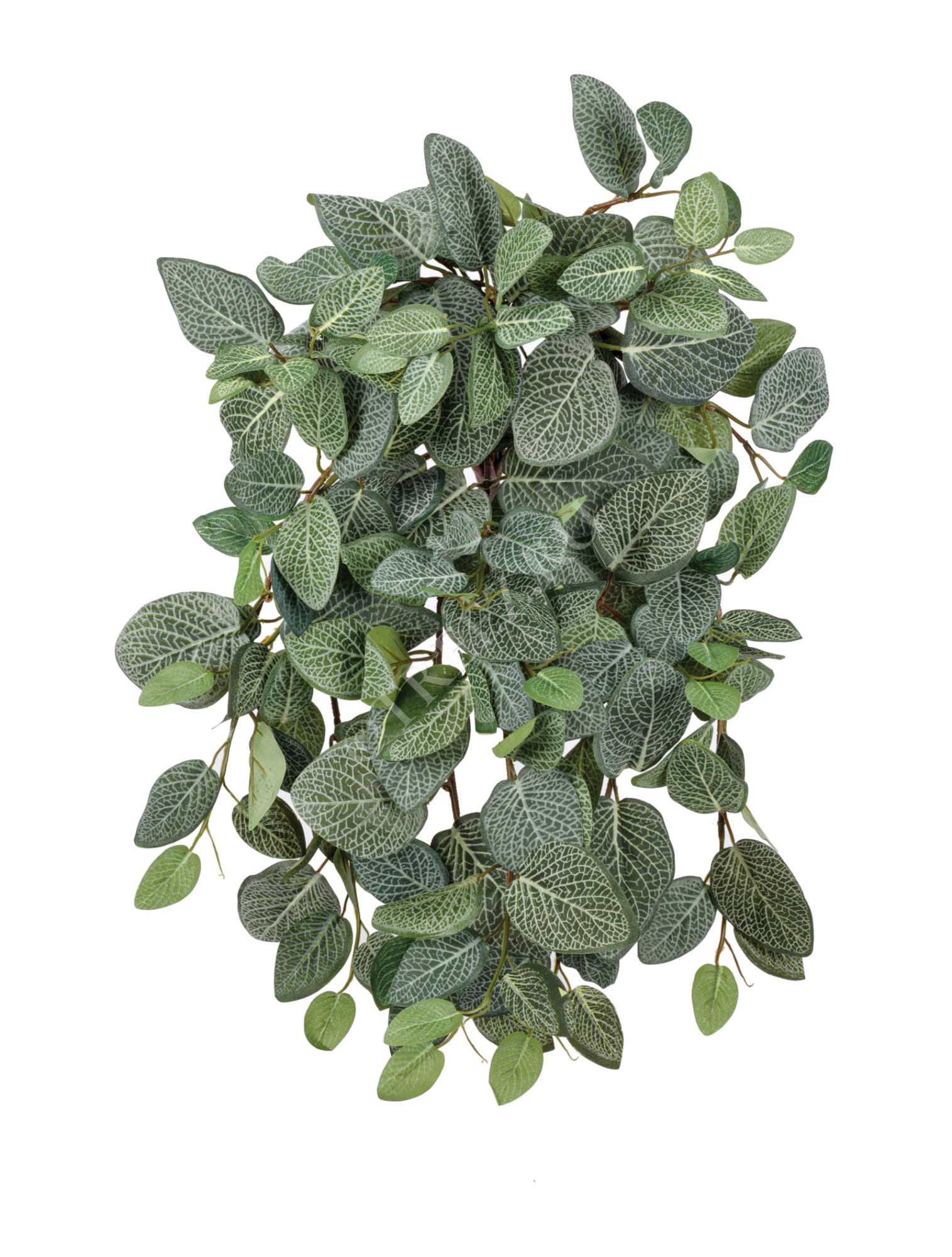 20.1384L Фиттония Сноу ампельная Цветочная коллекция 