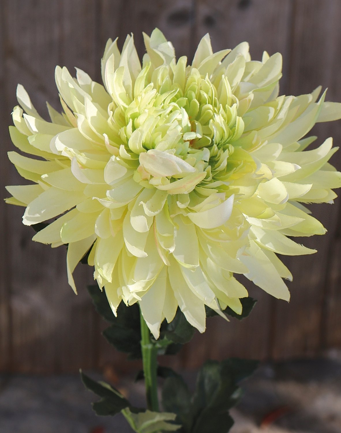 3411 788 a3 Хризантема пластиковая, 62 см, бежево-зеленая H-andreas  - Вид №2