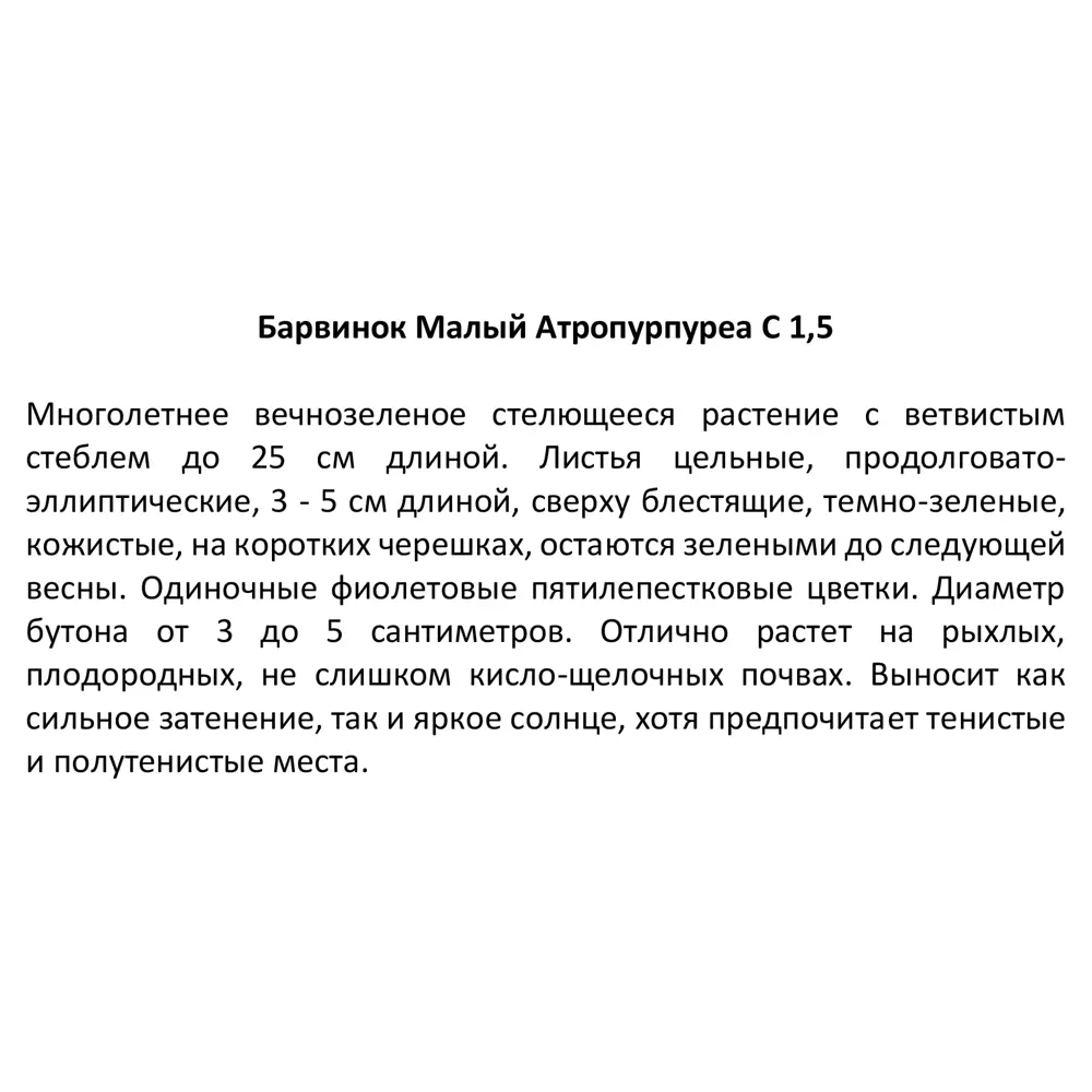 Барвинок Атропурпуреа Santreyd - пурпурный многолетник для сада 85324852 STLM-0061465 - Вид №2