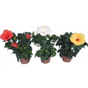 Гибискус Сирийский Santreyd - пышный цветущий куст с ароматными бутонами 89392180