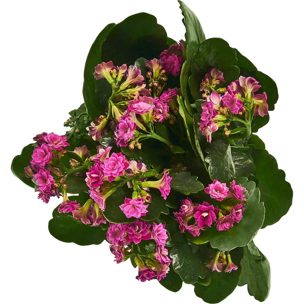 Каланхоэ Каландива Santreyd - цветущее украшение интерьера 85324983 STLM-0061540 - Вид №2