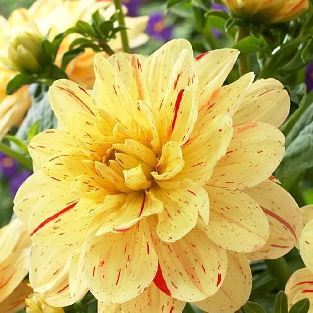 Георгина Инглиш Брекфаст 1 шт. 83628429 STLM-2088498 BLOOMING LIFE 