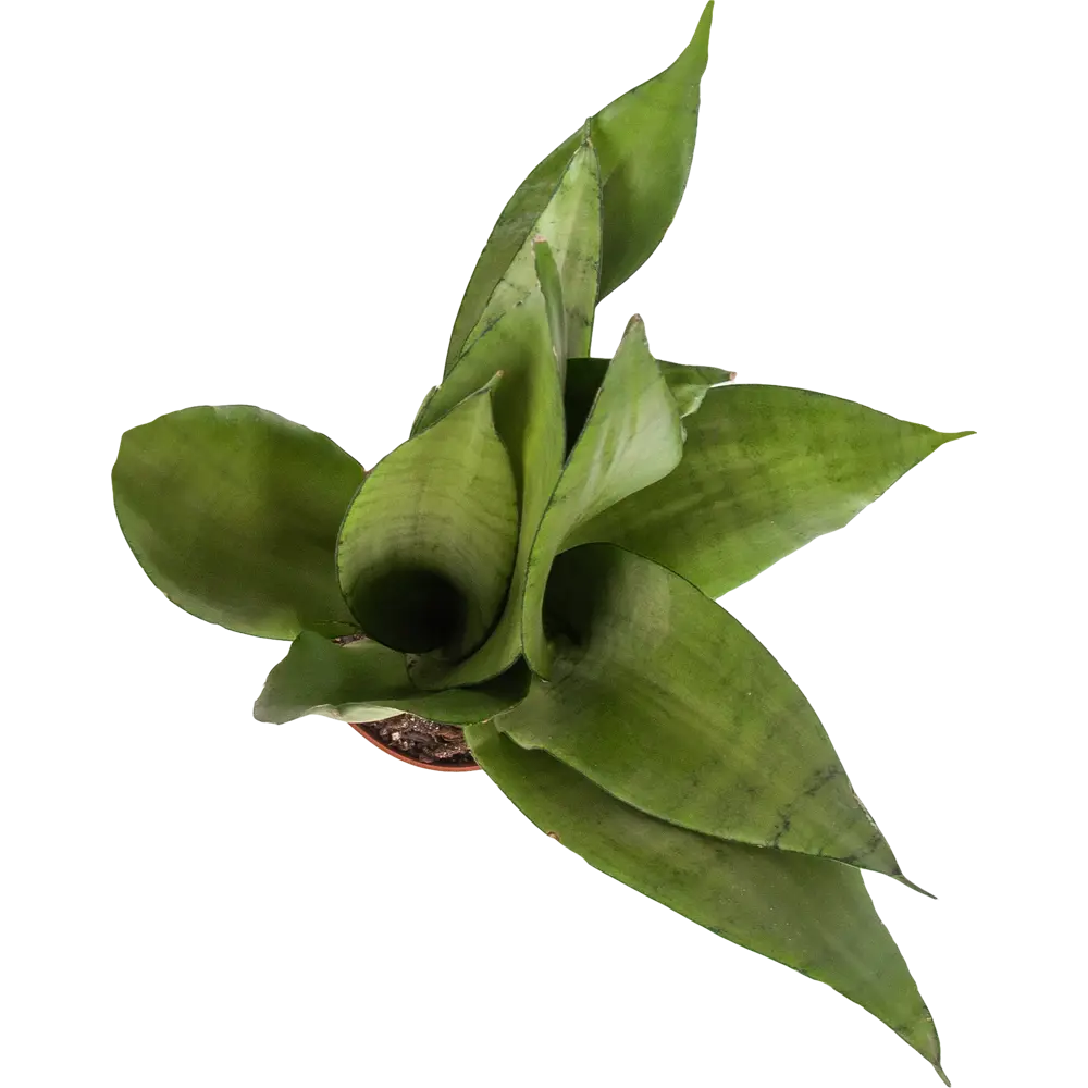 Santreyd Сенсеверия Муншайн — серебристо-зеленое украшение интерьера 82741707 STLM-0035273 - Вид №1