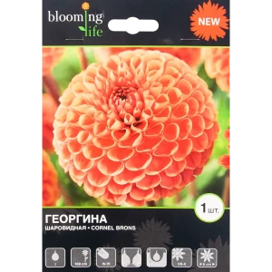 Георгина Корнел Бронс I, 1 шт 82539321 STLM-2169358