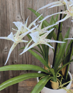 2529 778 a3 Искусственная орхидея паук (brassia), горшечная, 50 см, бежево-белая H-andreas