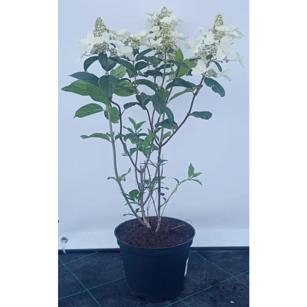 Гортензия Тардива ø19 см h40-60 см 85087602 STLM-2052970 Santreyd 