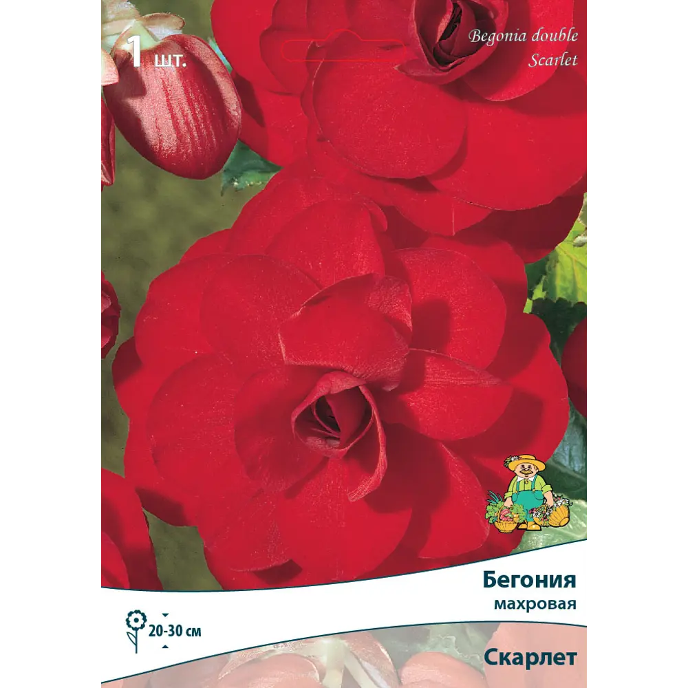 Бегония махровая Скарлет луковица 5/6 83593716 STLM-2115532 Santreyd 