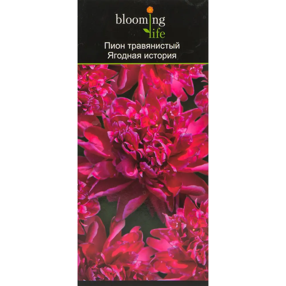 Пион травянистый Ягодная история в тубе 82539511 STLM-2159485 BLOOMING LIFE  - Вид №2