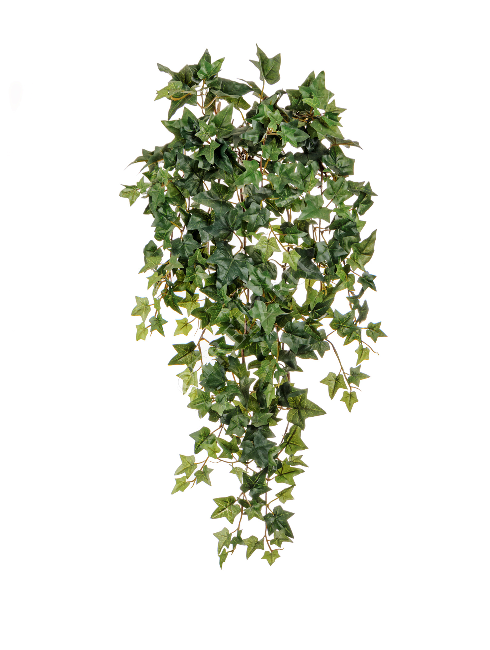 20.1137N Английский плющ Новый Цветочная коллекция  - Вид №1