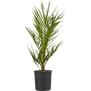 Финик Канарский 17x100 см 14471111 STLM-2165366