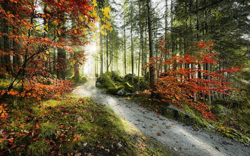 Komar Флизелиновые обои с пейзажами Wanderlust Shx9-031 - Вид №1