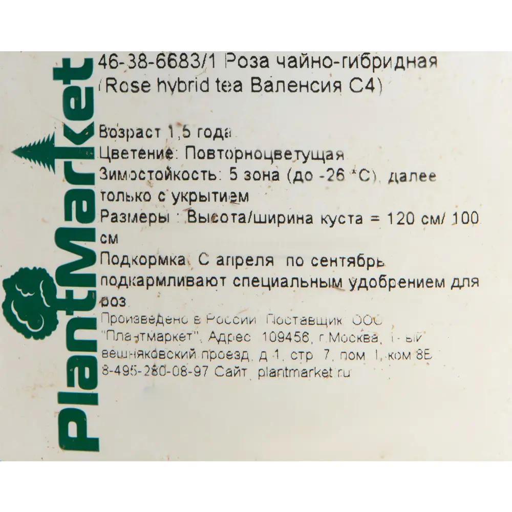 Роза чайно-гибридная «Валенсия» жёлтая 19x55 см 82625083 STLM-2129939 PLANTMARKET  - Вид №1