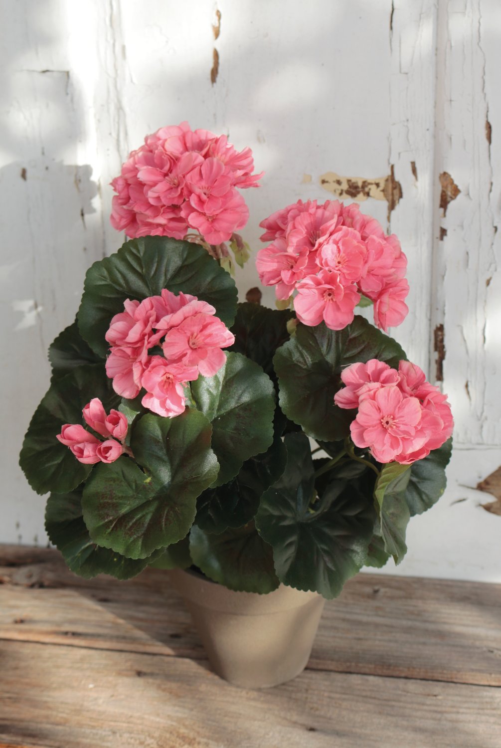 9716 553 a3 Герань шелковая, горшечная, 33 см, абрикос H-andreas  - Вид №2