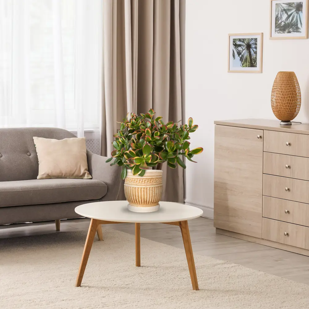 Santreyd Крассула - живой суккулент для современного интерьера 82580121 STLM-0030564 - Вид №2