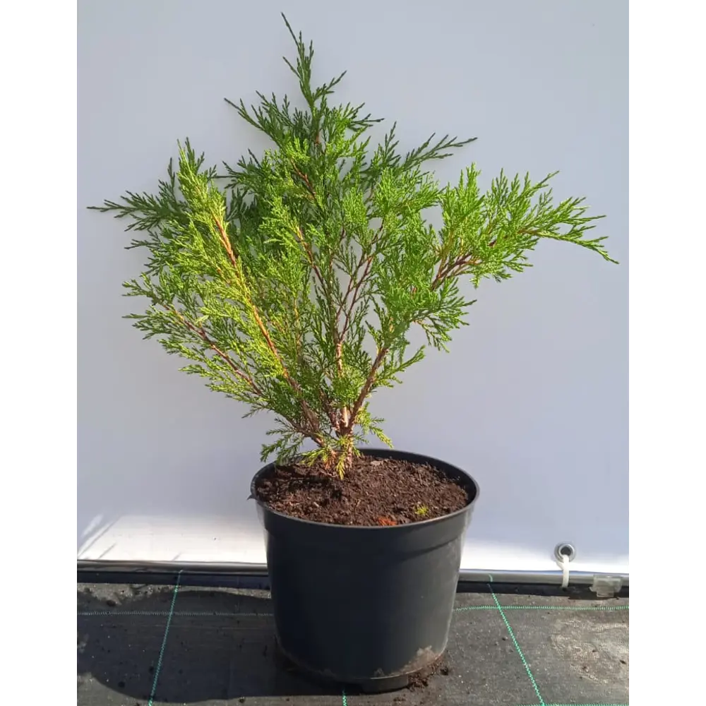 Можжевельник казацкий Сабина ø19 см h40-60 см 85088127 STLM-2005870 Santreyd 