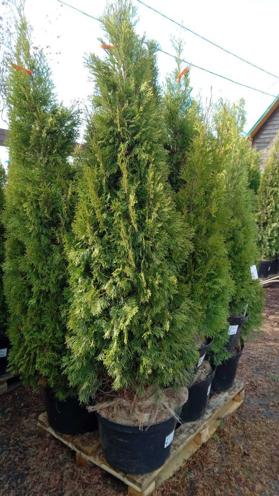 81969344 Туя западная «Смарагд» BR, 180-200 см STLM-0016075 PLANTMARKET