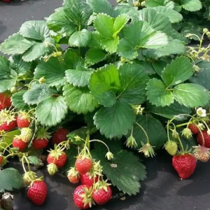 Земляника садовая Мара Де Буа