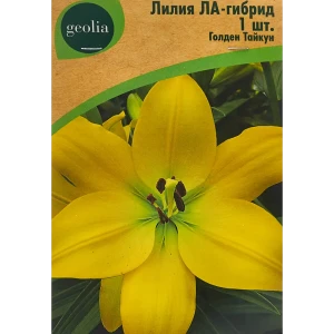 Лилия ла-гибрид Голден Тайкун 86408630 STLM-2144458