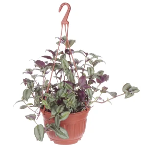 Рассада «Традесканция ампельная», 25x21 см 15983425 STLM-2154410
