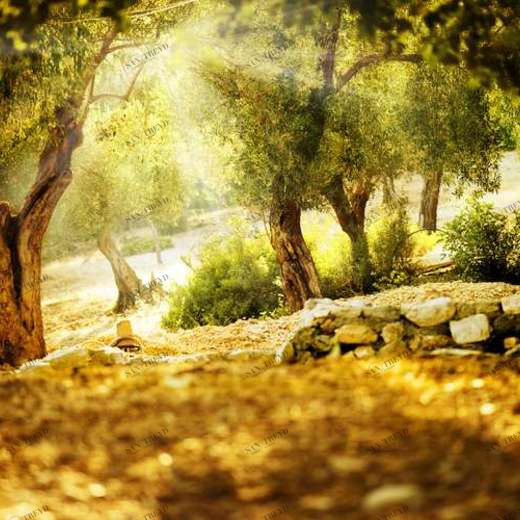 WP02398 Фотообои Verol Фотообои decoline 1х1 м