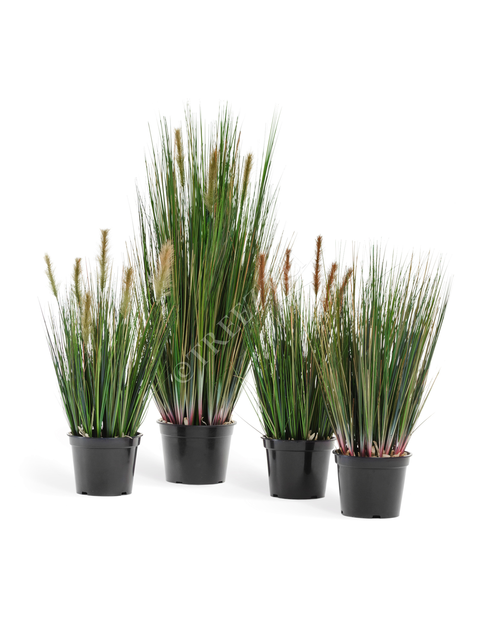 20.1040S Трава Осока куст с зелёными султанами Цветочная коллекция  - Вид №2