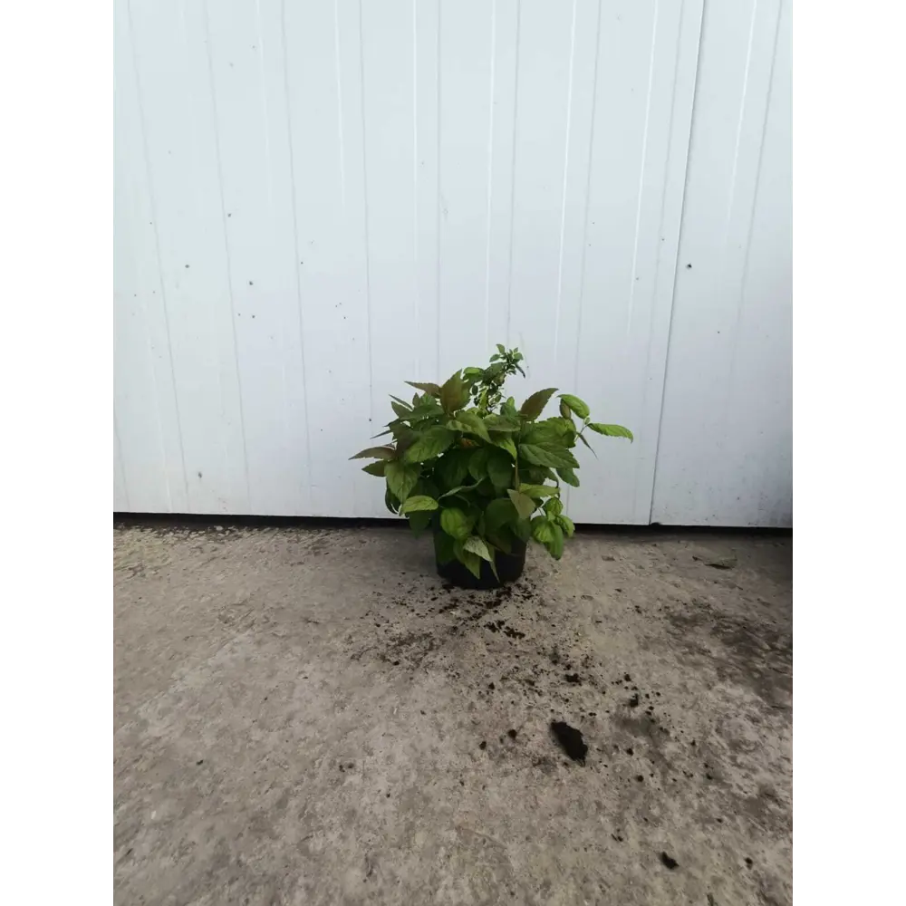 Спирея Макрофила ø19 h20 - 30 см 88947474 STLM-2166805 Santreyd 