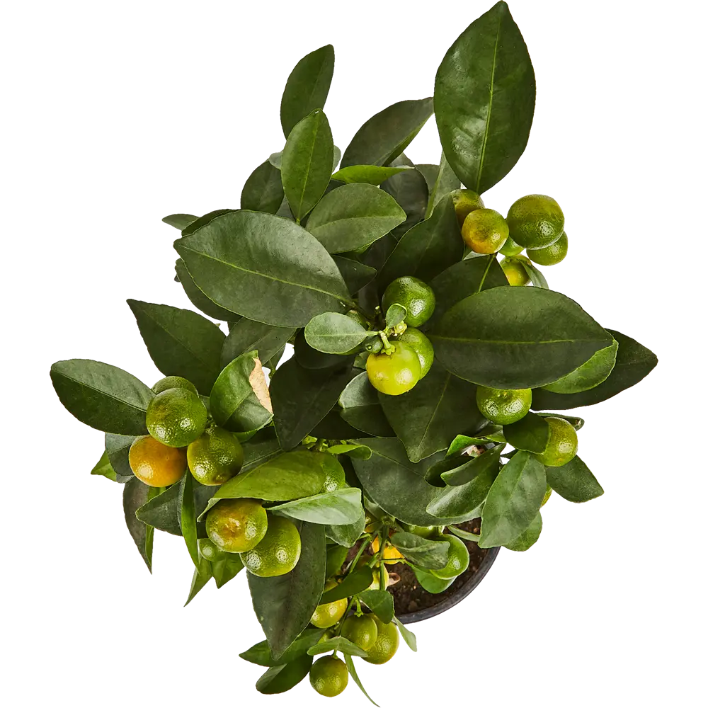 Santreyd Цитрус микс - вечнозеленое украшение интерьера 82578902 STLM-0030470 - Вид №1