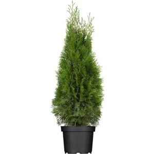 Туя западная Смарагд ø40 h140 - 160 см 84832926 STLM-2135905