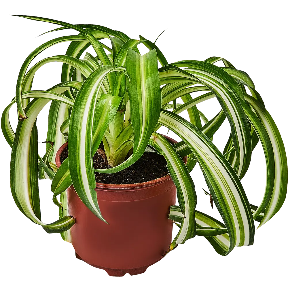Santreyd Хлорофитум Бонни — изящный комнатный цветок с закрученными листьями 89296608 STLM-0958230 - Вид №1