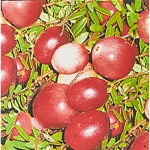 Клюква крупноплодная Мак Фарлен ø17 h30 см 85325507 STLM-2028927
