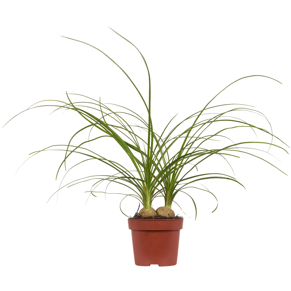 Нолина Santreyd — мексиканская пальма для стильного интерьера 82383267 STLM-0951151 - Вид №2