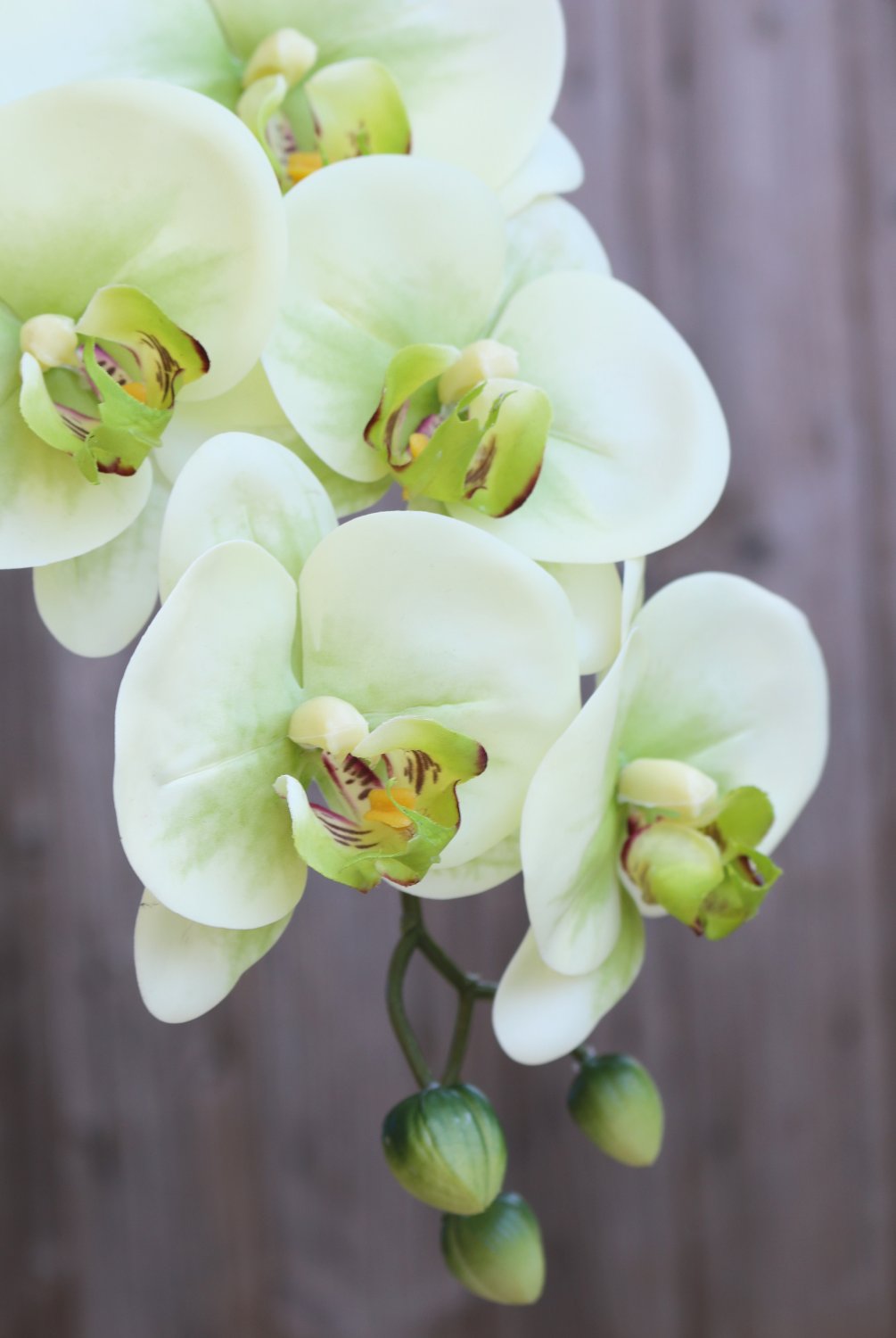 2845 788 a3 Пластиковая орхидея Phalaenopsis, 100 см, real touch soft, бежево-зеленая H-andreas  - Вид №5