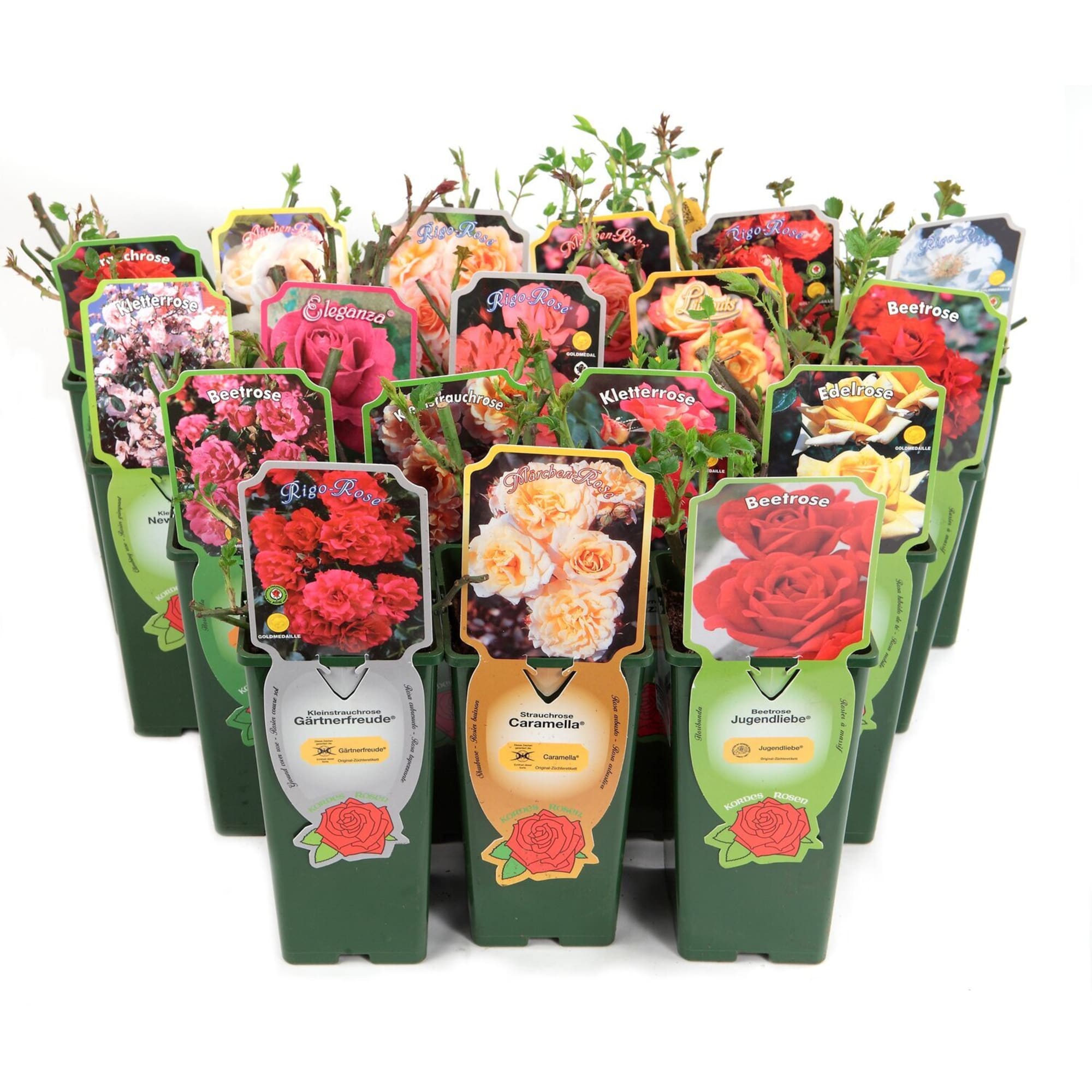 85195065 Роза Кордес парфюм микс ø24 h10 см Santreyd 