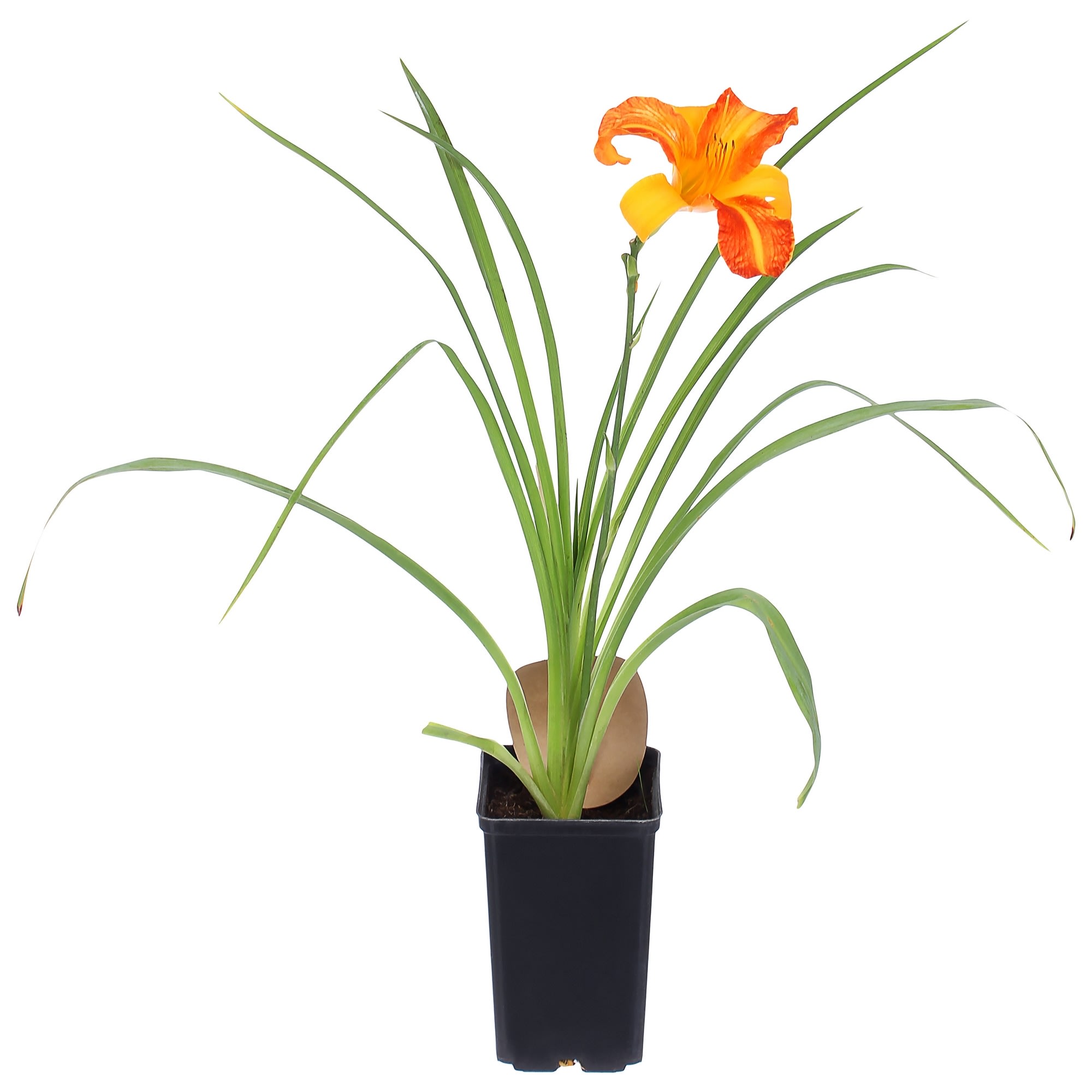 81954827 Лилейник С1 «Франц Холз» Santreyd 