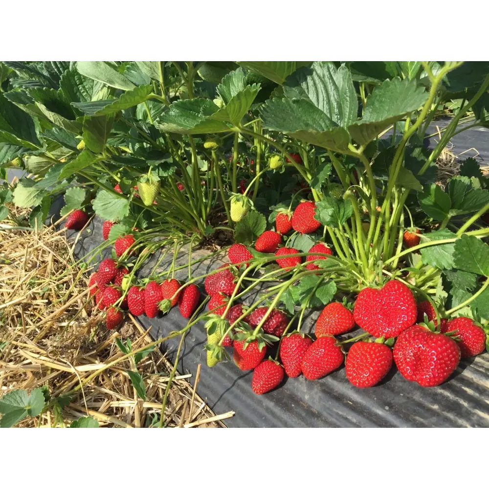 Земляника садовая Талия ø9 h20 см PLANTMARKET STLM-2077032