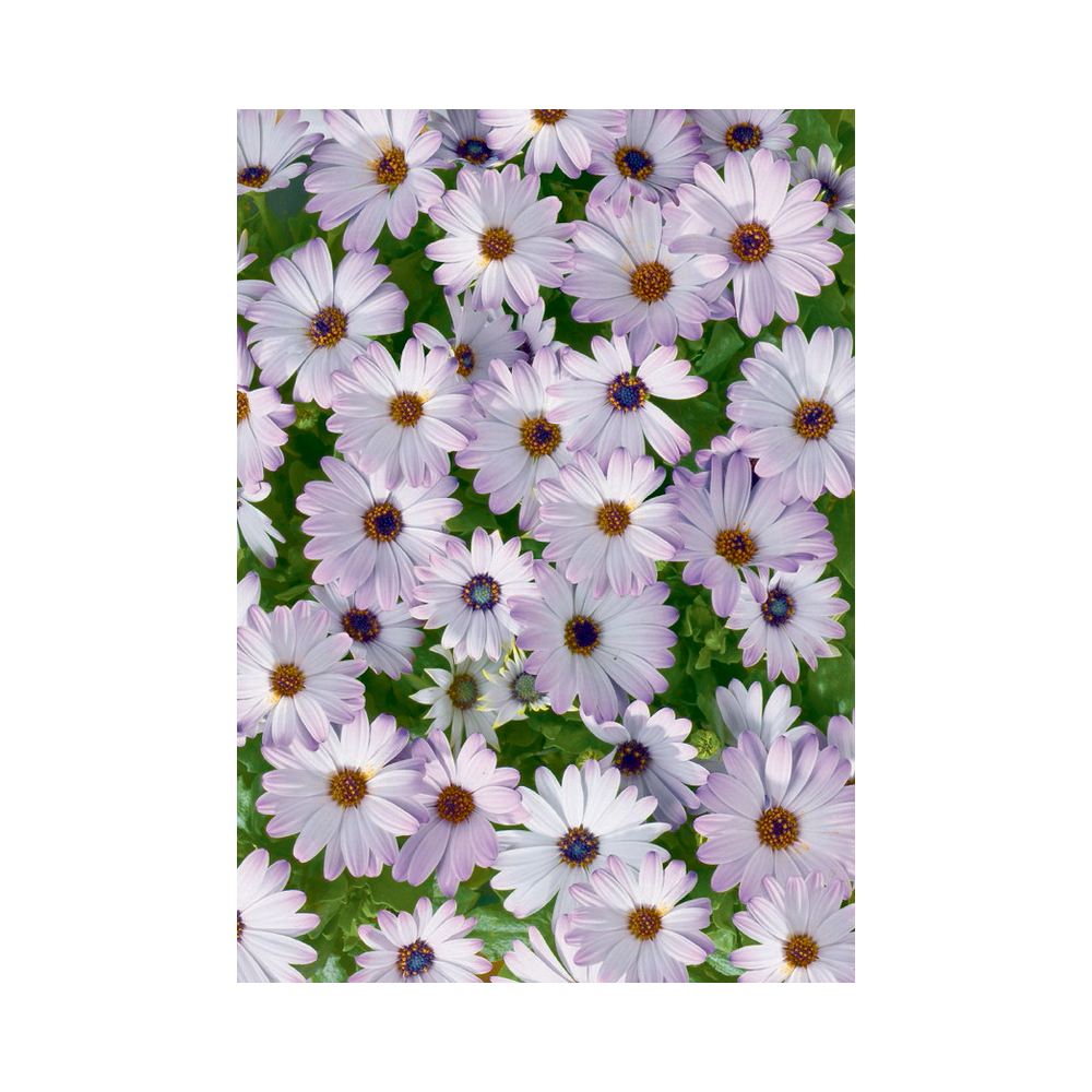 2528796435 Бумага упаковочная Tamara, 0,7x2 м (6) Tamara STEWO 